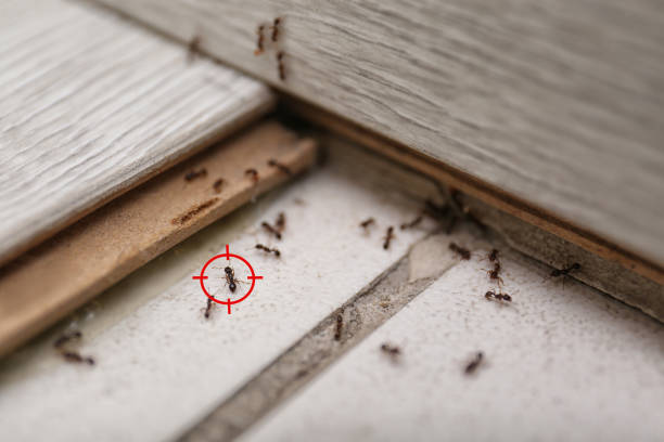 Best Wildlife Control Services  in Abram, TX