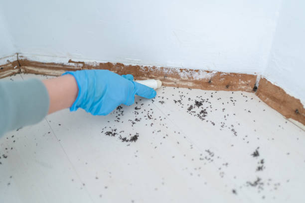 Best Insect Control  in Abram, TX